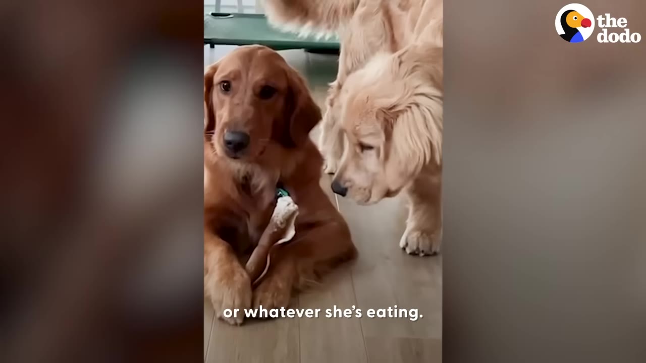 A golden retriever sitting on the floor with a chew toy while a golden retriever puppy leans in close beside her.