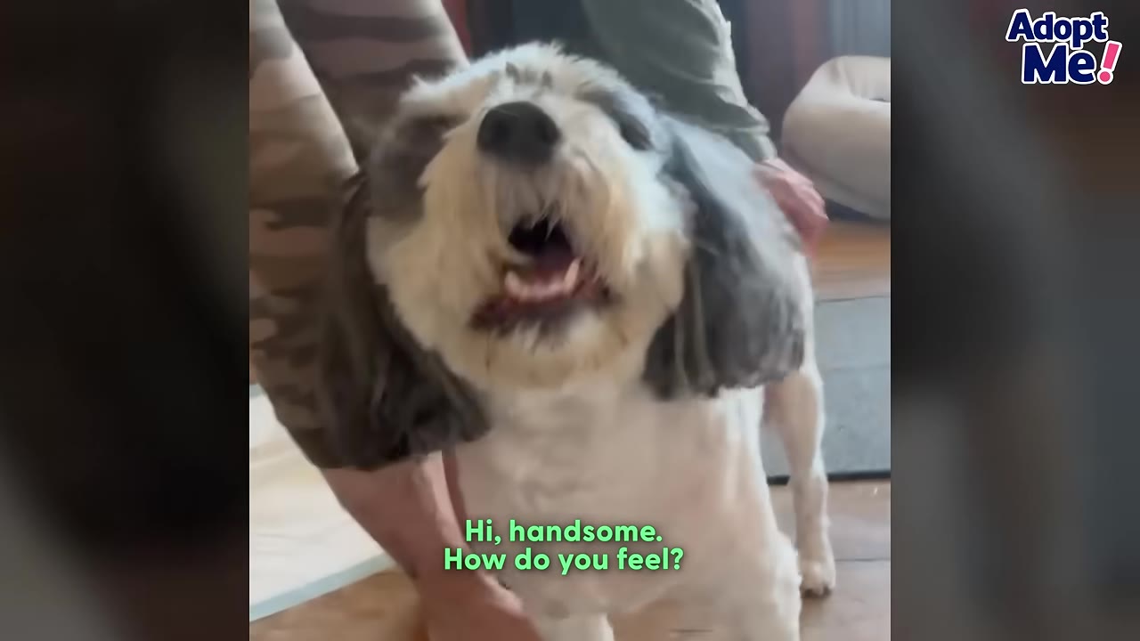 A fluffy grey and white dog looks up happily as a person gently holds him.