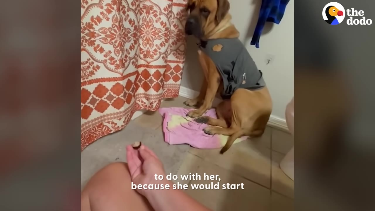 A large tan dog wearing a grey shirt sits hesitantly on a pink towel in a bathroom corner, looking towards a hand offering a treat.