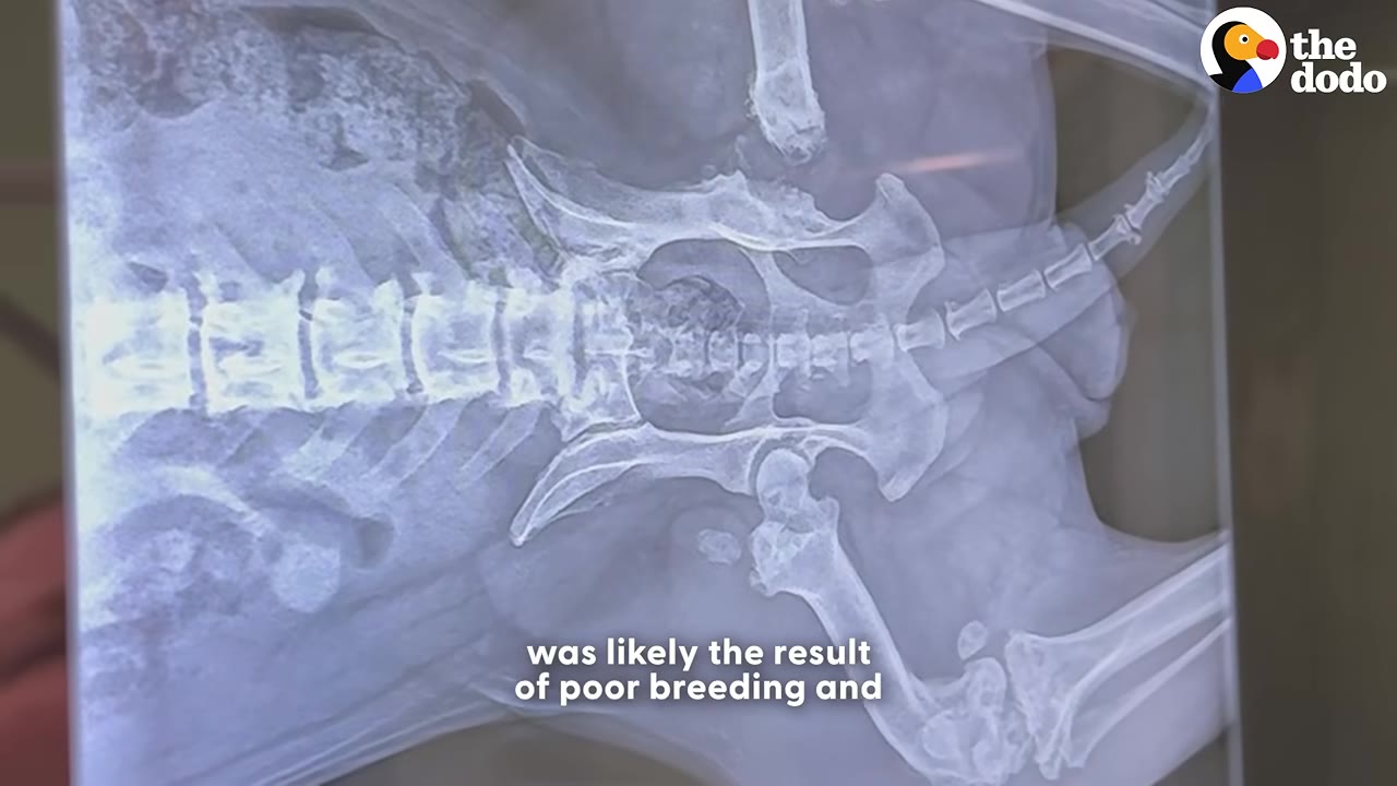 An X-ray scan of a dog's spine and pelvis, showing the skeletal structure.
