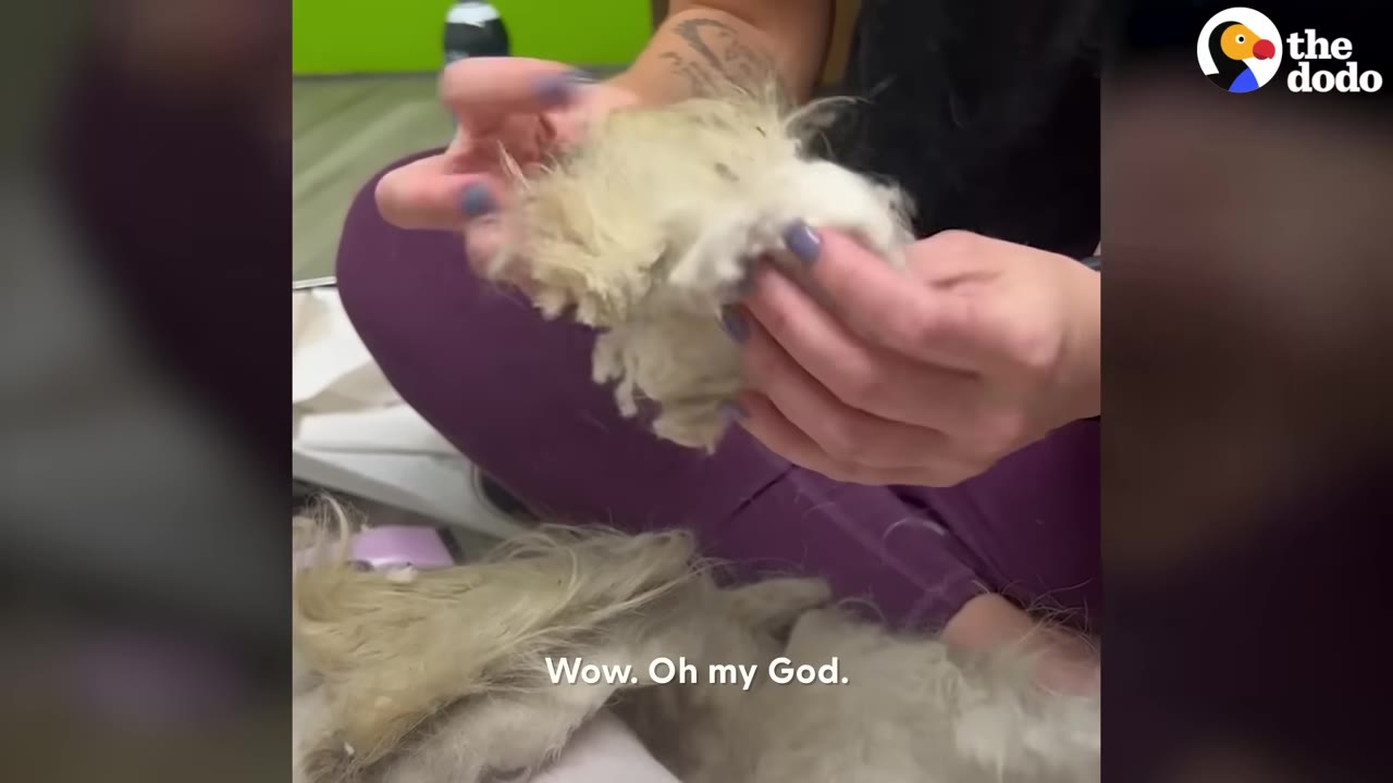 A close-up of a person holding a large, thick clump of matted, hardened light-colored fur that has been removed from a dog.