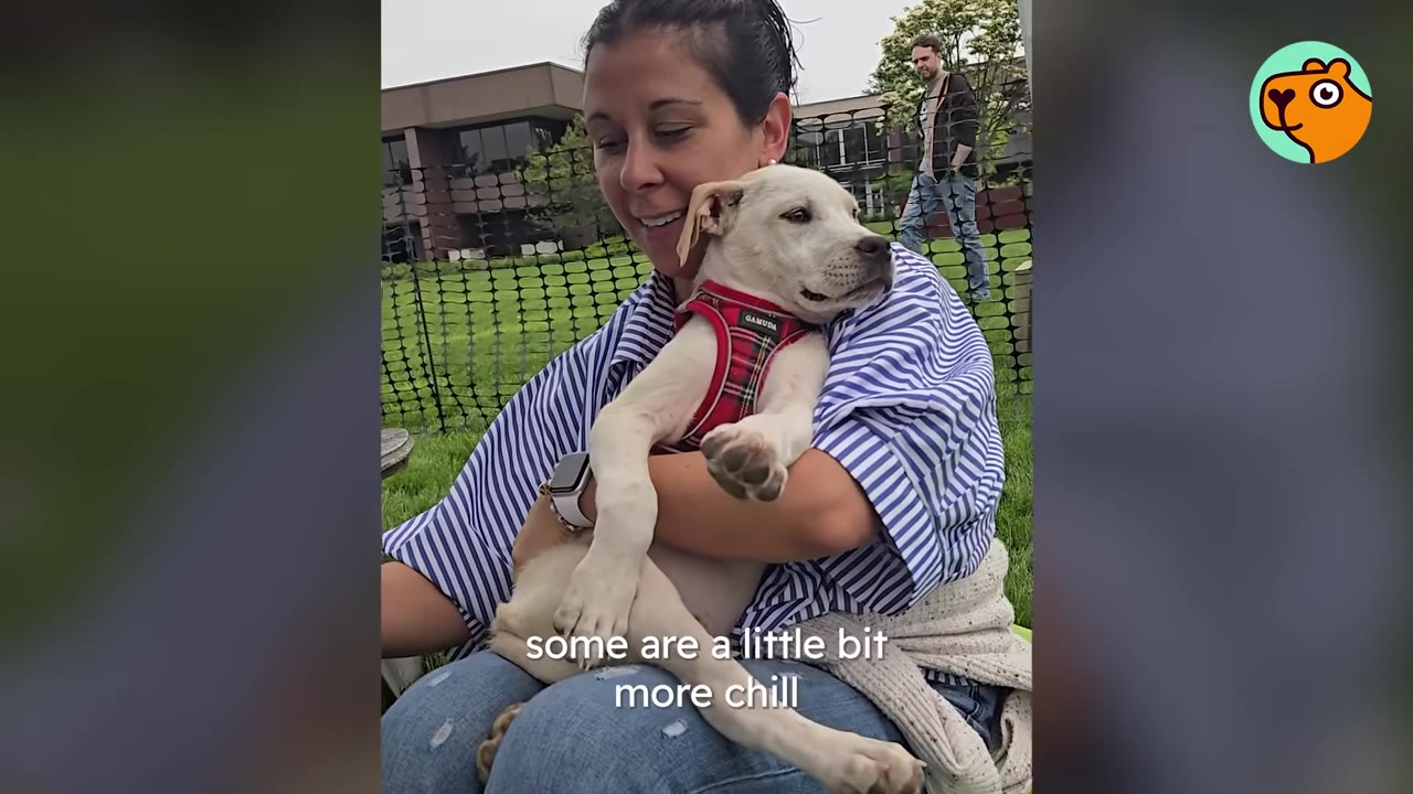A woman in a striped shirt sitting outdoors and cradling a calm white puppy wearing a red harness in her arms.