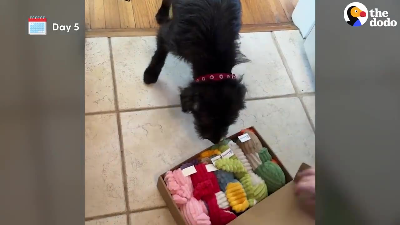 A small black dog sniffing a cardboard box filled with colorful plush dog toys on a tiled floor.