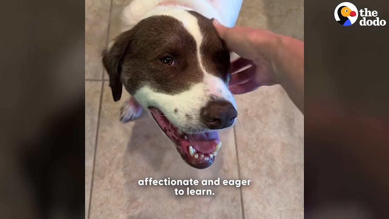 A brown and white dog looks up happily while being gently petted on the head by a person's hand.