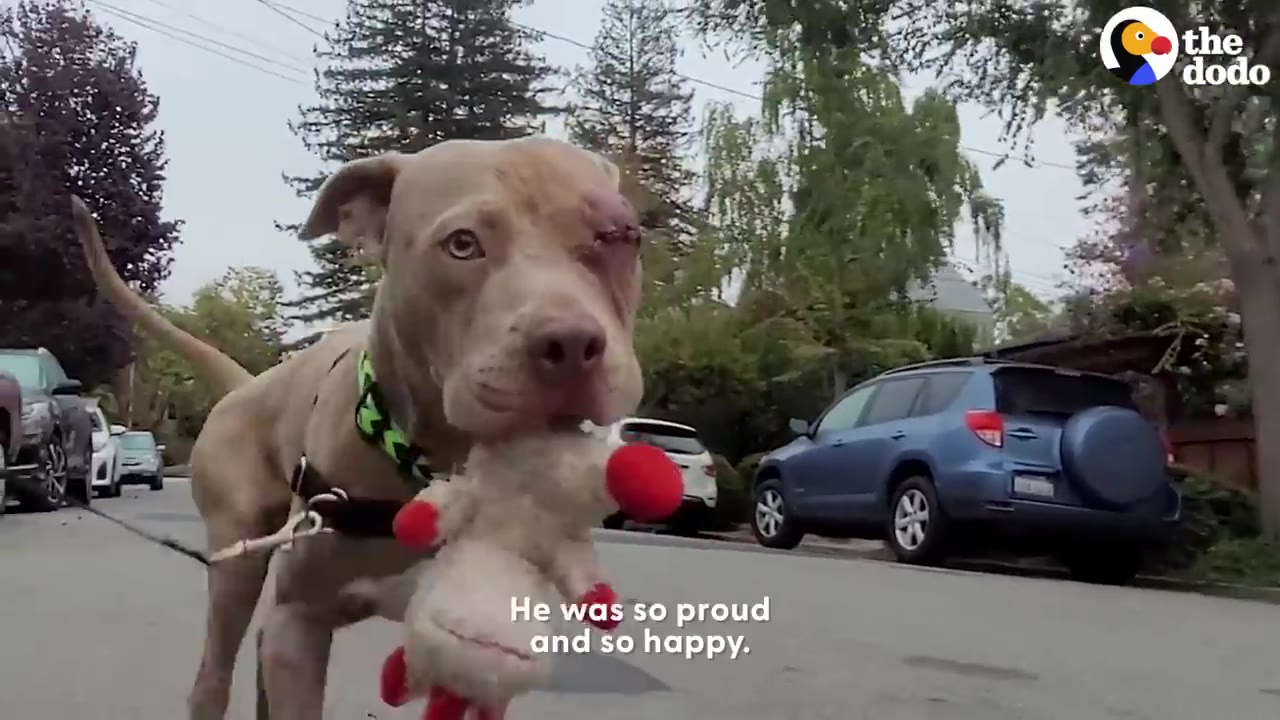 A light brown pit bull dog walking down a residential street on a leash while holding a stuffed plush toy in his mouth.