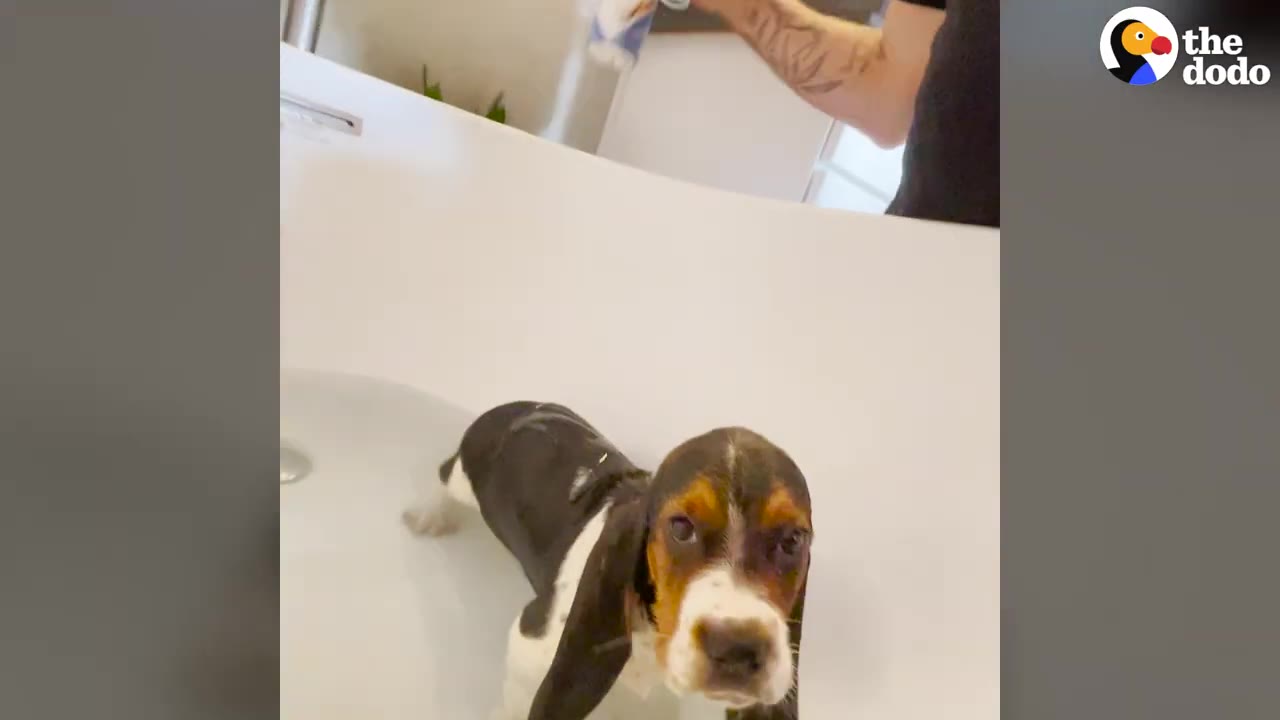 A small brown, black, and white puppy stands in a white bathtub filled with shallow water while looking directly at the camera.