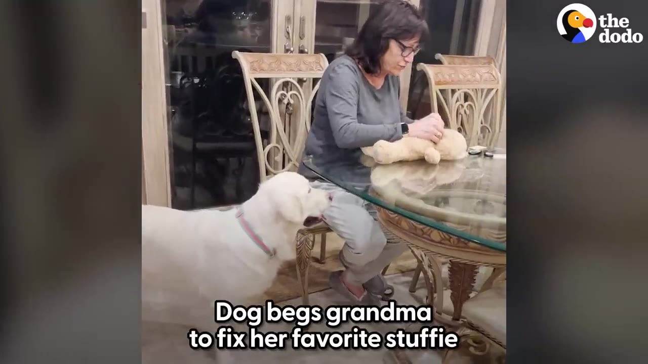 A white golden retriever stands closely next to a woman sitting at a glass table, watching intently as she repairs a plush toy.