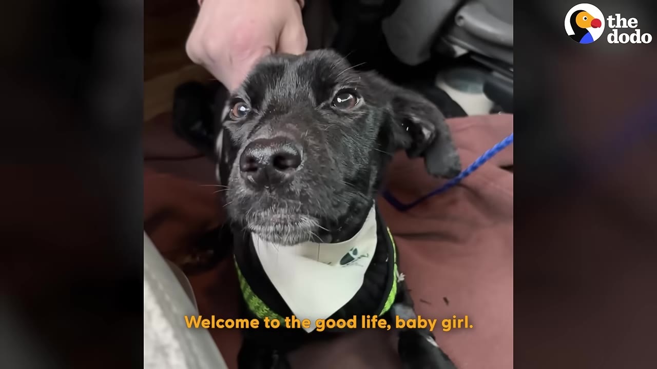 A close-up of a small black dog looking up with wide, bright eyes, wearing a white bandana and a green harness, with a hand gently petting her head.
