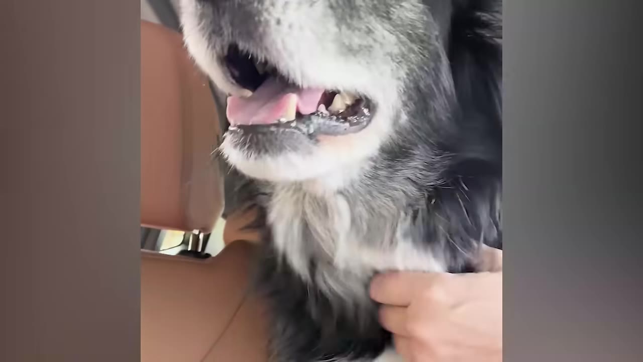 A close-up of an older black and grey dog with its mouth open, being petted by a hand.