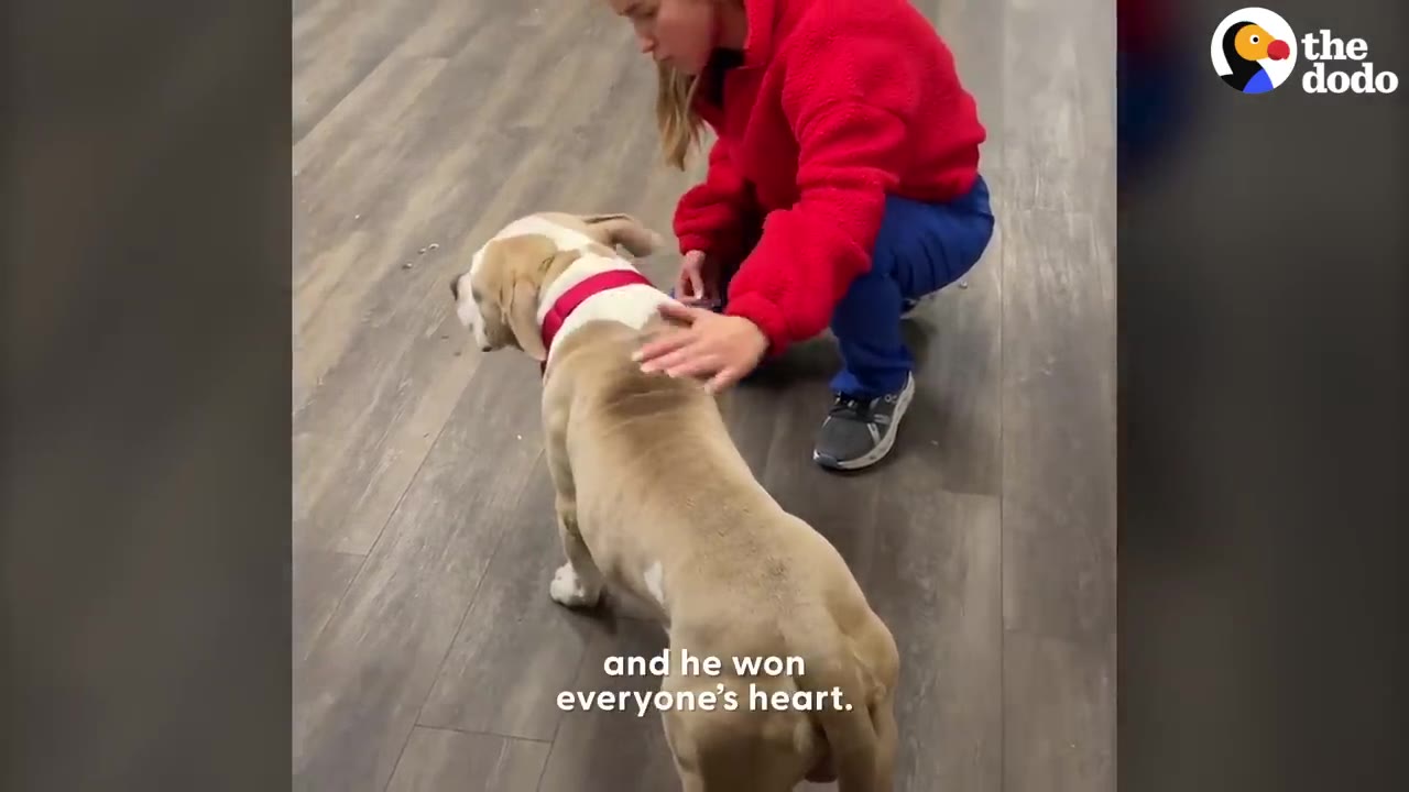 A woman in a red fleece jacket and blue pants crouches down to pet a tan and white dog wearing a red collar on a wooden floor.