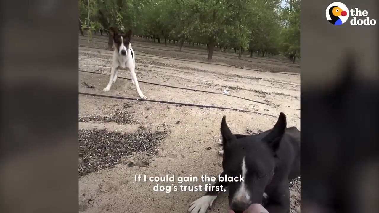 A rescuer offers food to a black dog lying on the ground while a white-and-brown dog stands in the background in an orchard.