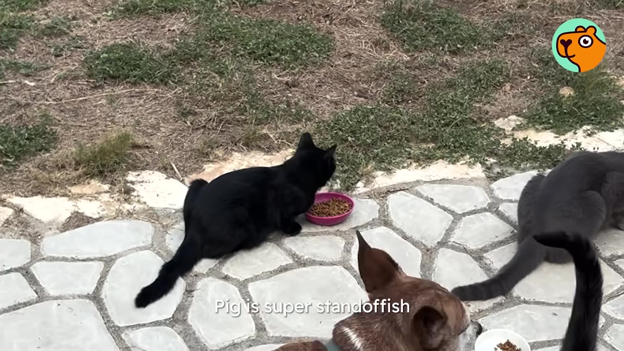 A black cat sitting on a stone patio eating out of a pink bowl next to a dog.