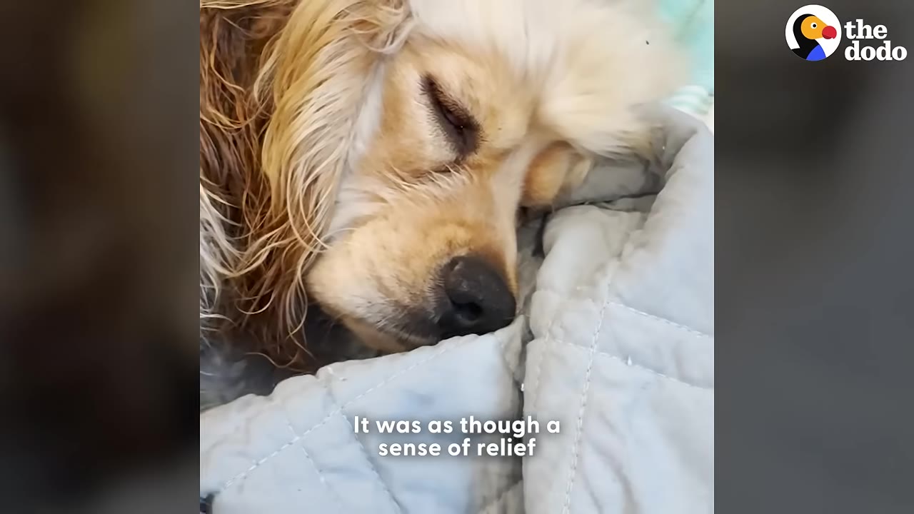 A close-up of a golden-colored dog sleeping peacefully while wrapped in a light blue quilted towel.