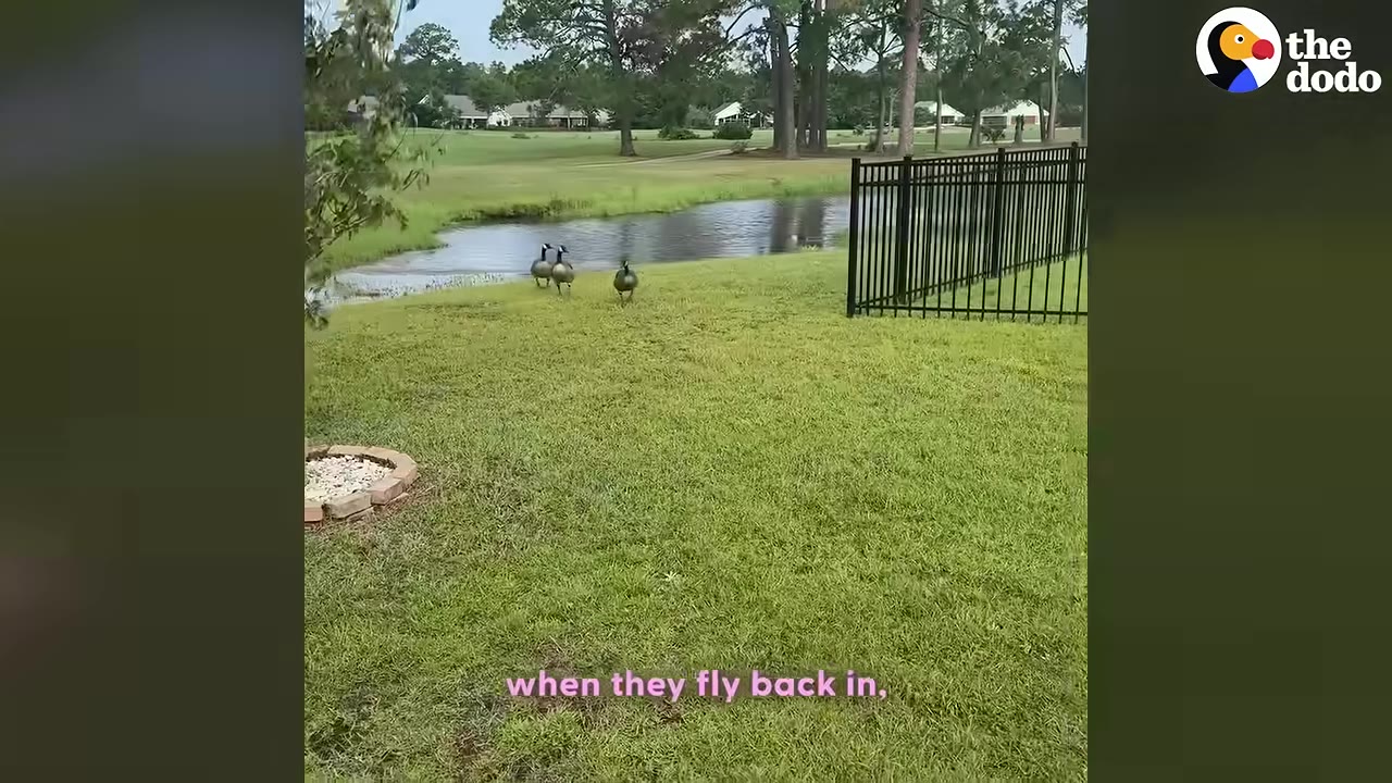 Three Canada geese walking on a grassy lawn outside a fenced yard towards a small pond.