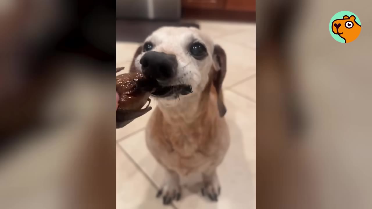 A senior dachshund with a graying muzzle looks up while taking a treat.