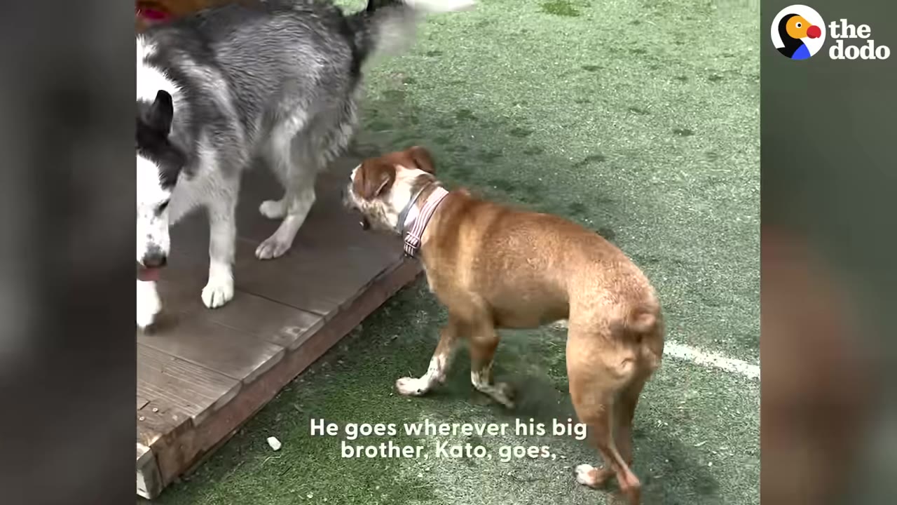 A brown dog wearing a collar walks behind a grey and white husky on a grassy lawn.