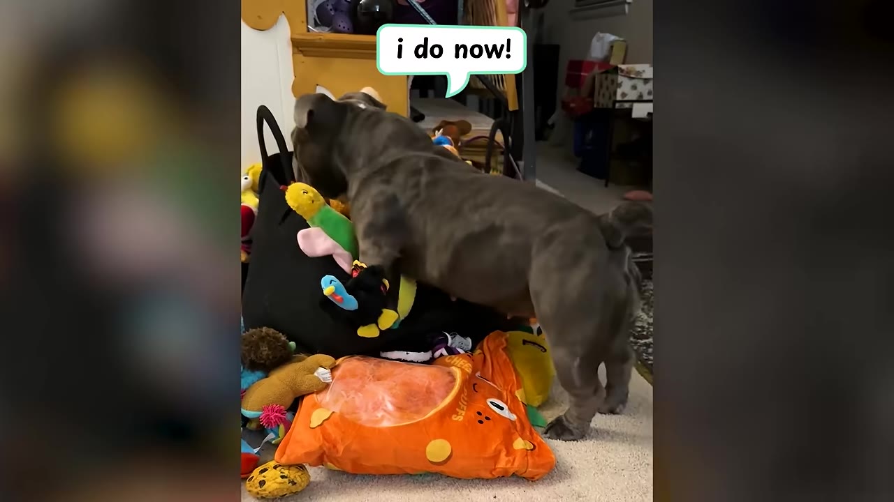 A gray dog sticking its head into a basket filled with colorful plush toys.