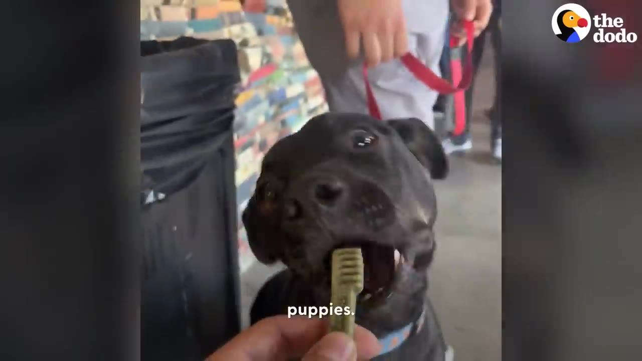 A happy black dog eagerly taking a green dental chew treat from a person's hand.