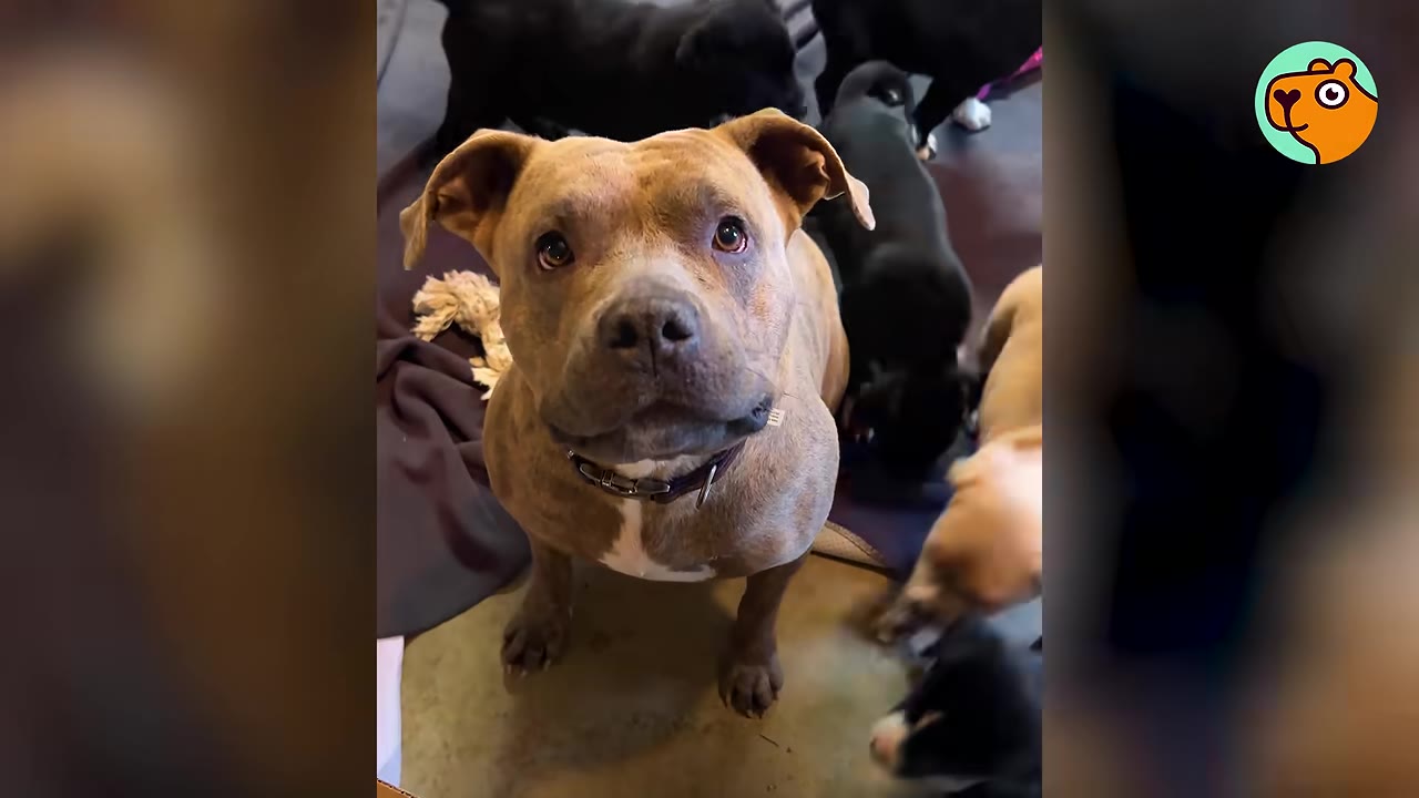 A light brown dog sitting on the floor looking up at the camera while puppies play around it.