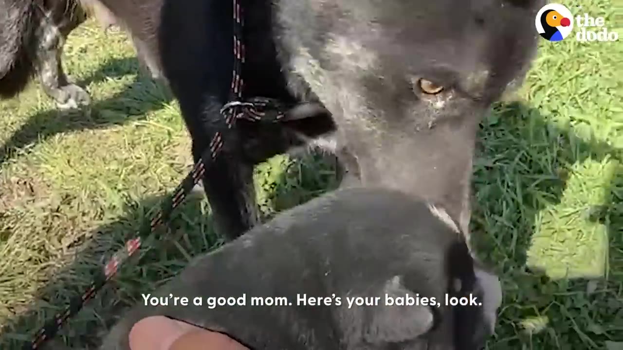 A close-up view of a dark mother dog leaning down to gently nuzzle a tiny puppy outdoors on the grass.