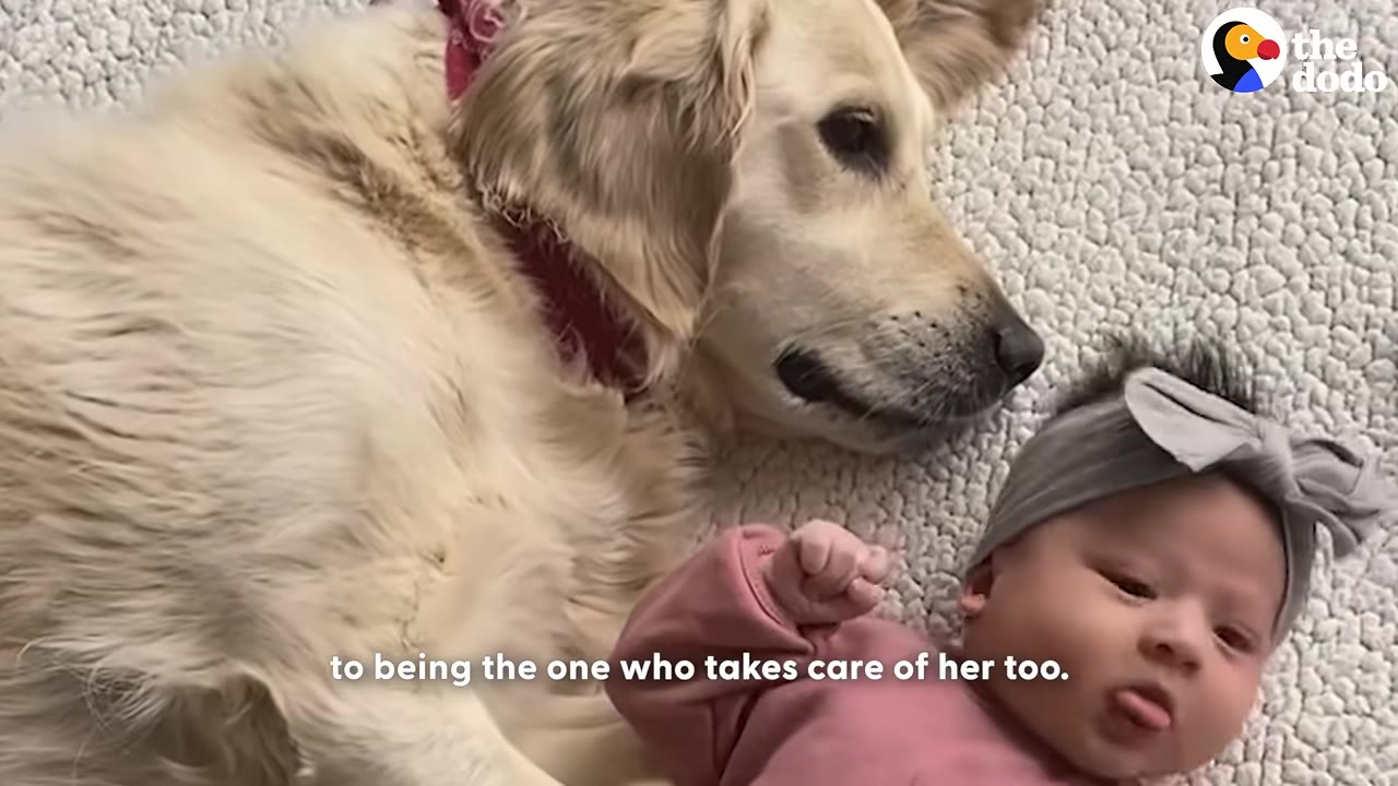 A golden retriever lying down on a textured rug next to a baby wearing a pink shirt and a grey bow headband.