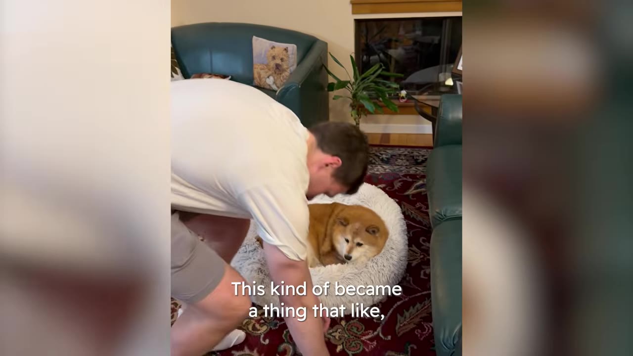 A man in a white t-shirt leans over to gently interact with a fluffy brown Shiba Inu dog resting in a round, white dog bed on a patterned rug.