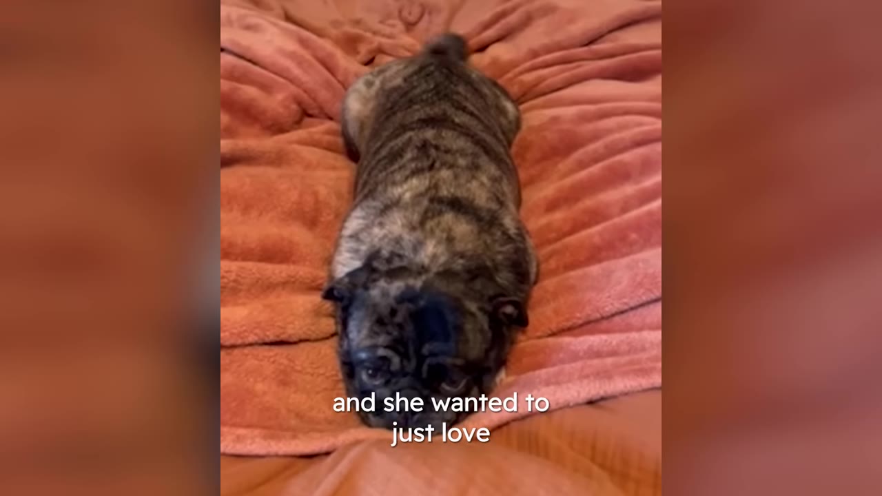 A small brindle dog lying flat and relaxed on a soft orange blanket.