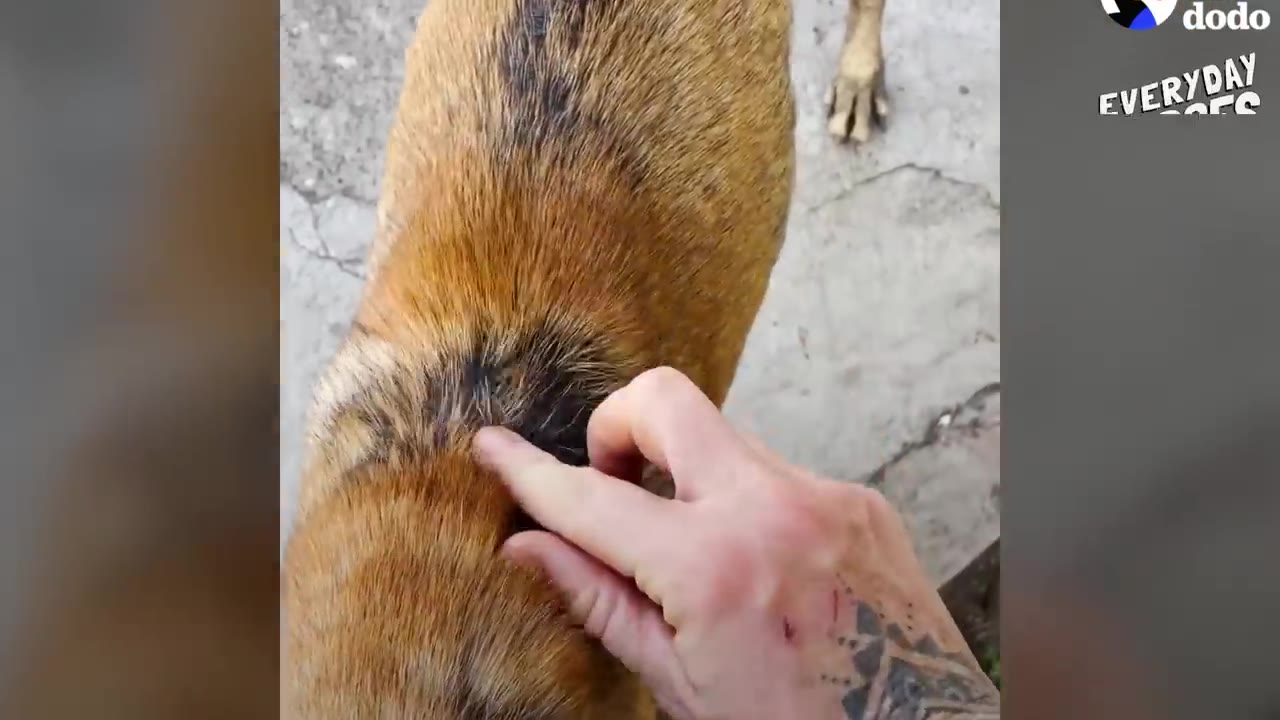 A hand gently petting a dog's healthy brown fur coat.