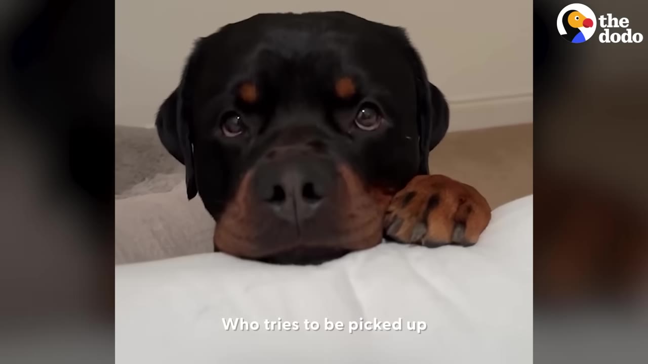 A close-up of a Rottweiler resting his head and paw on a white cushion, looking up with large, gentle eyes.