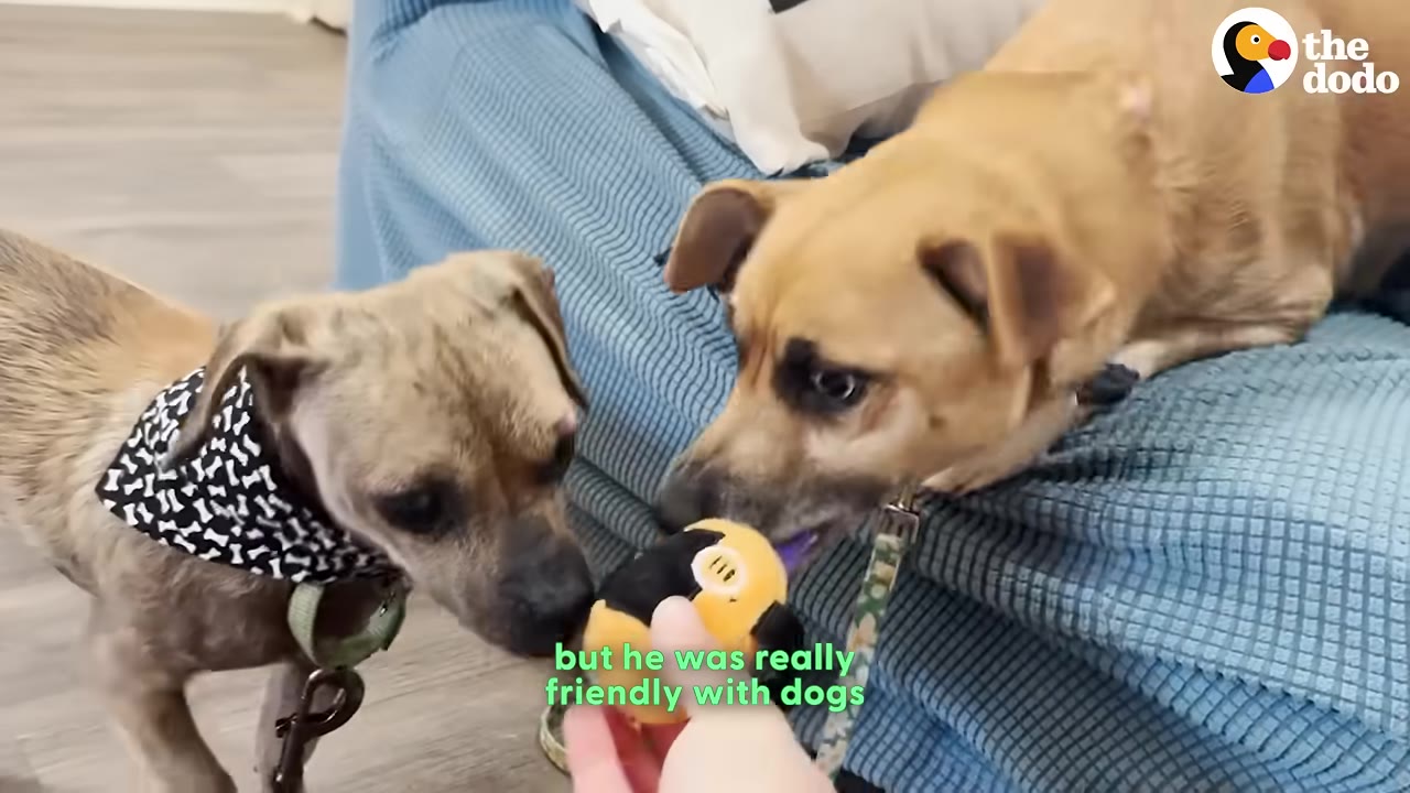 A small tan dog wearing a black and white patterned bandana sniffs a yellow toy held by a person, while another tan dog on a blue couch leans down to play with the same toy.