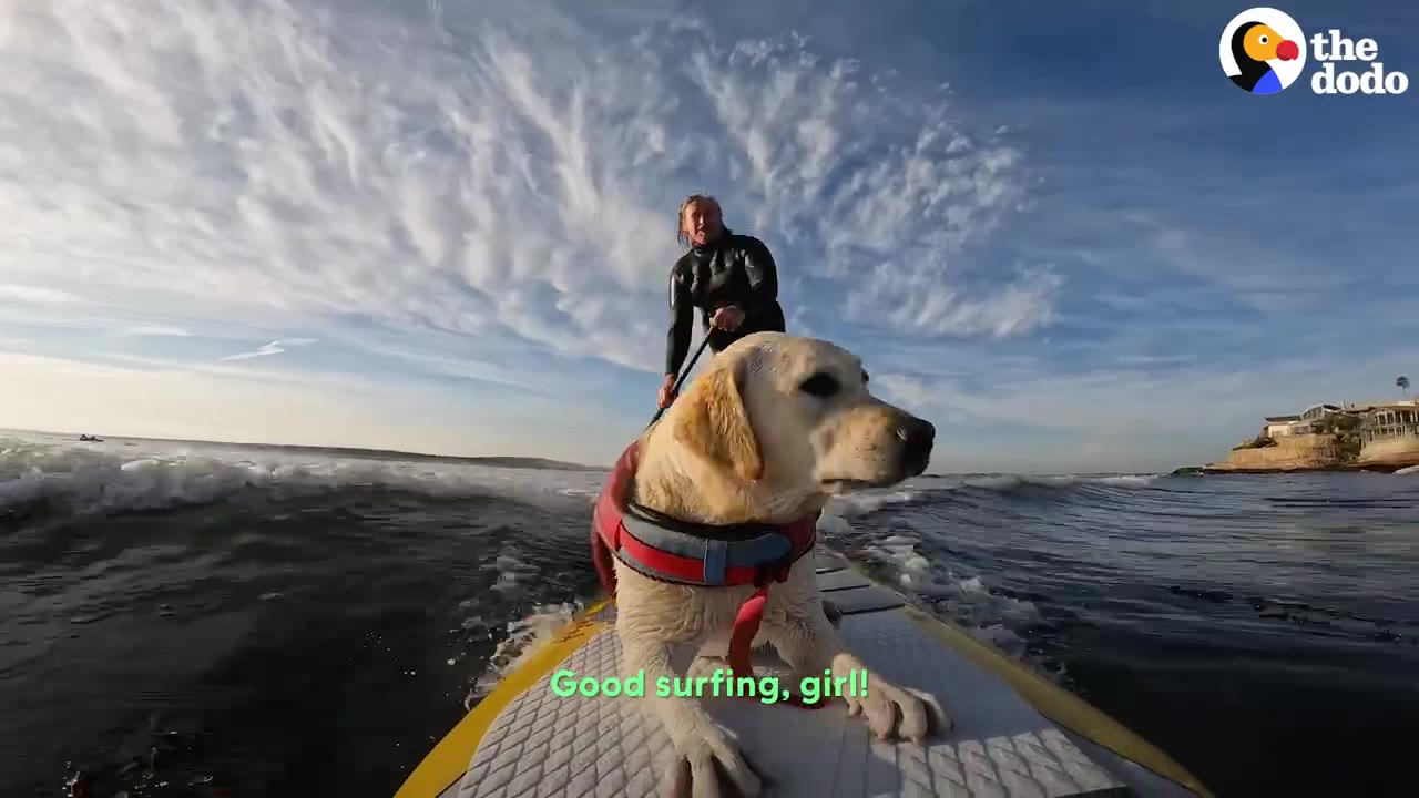 A yellow Labrador retriever wearing a red life harness rests on a paddleboard while a person in a wetsuit paddles behind on ocean waves.