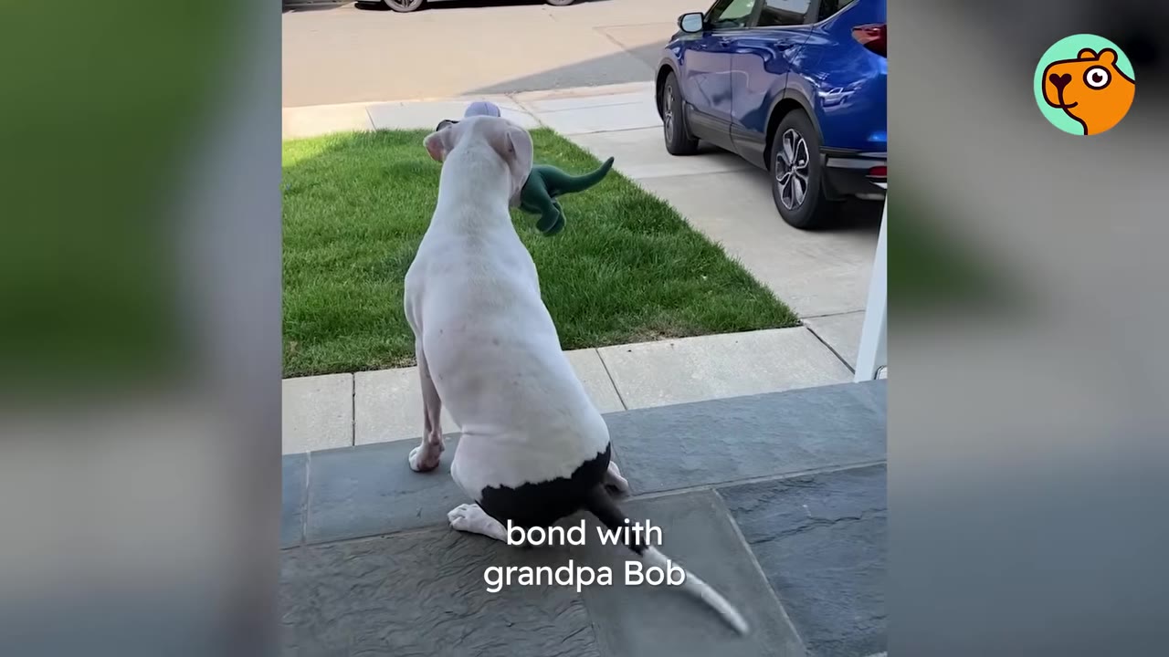 A white dog sitting on a stone porch holding a green toy in its mouth.