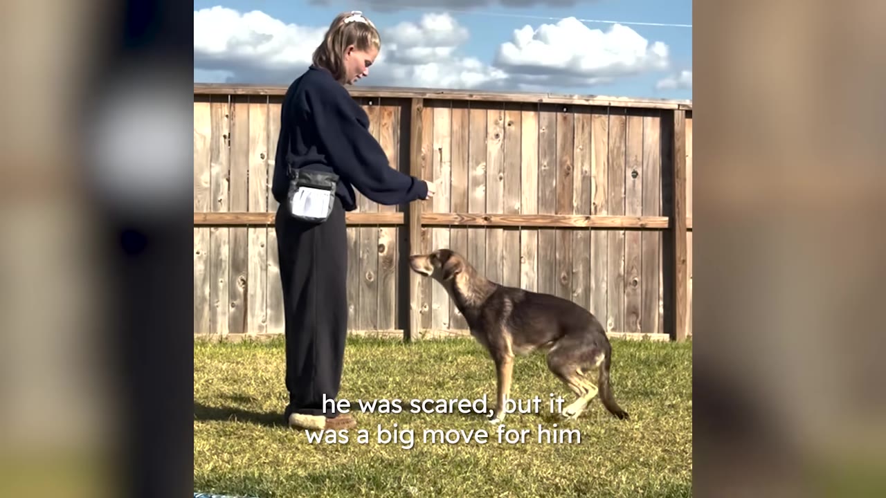 A woman standing outdoors in a yard extending her hand toward a brown dog that is leaning forward to approach her.