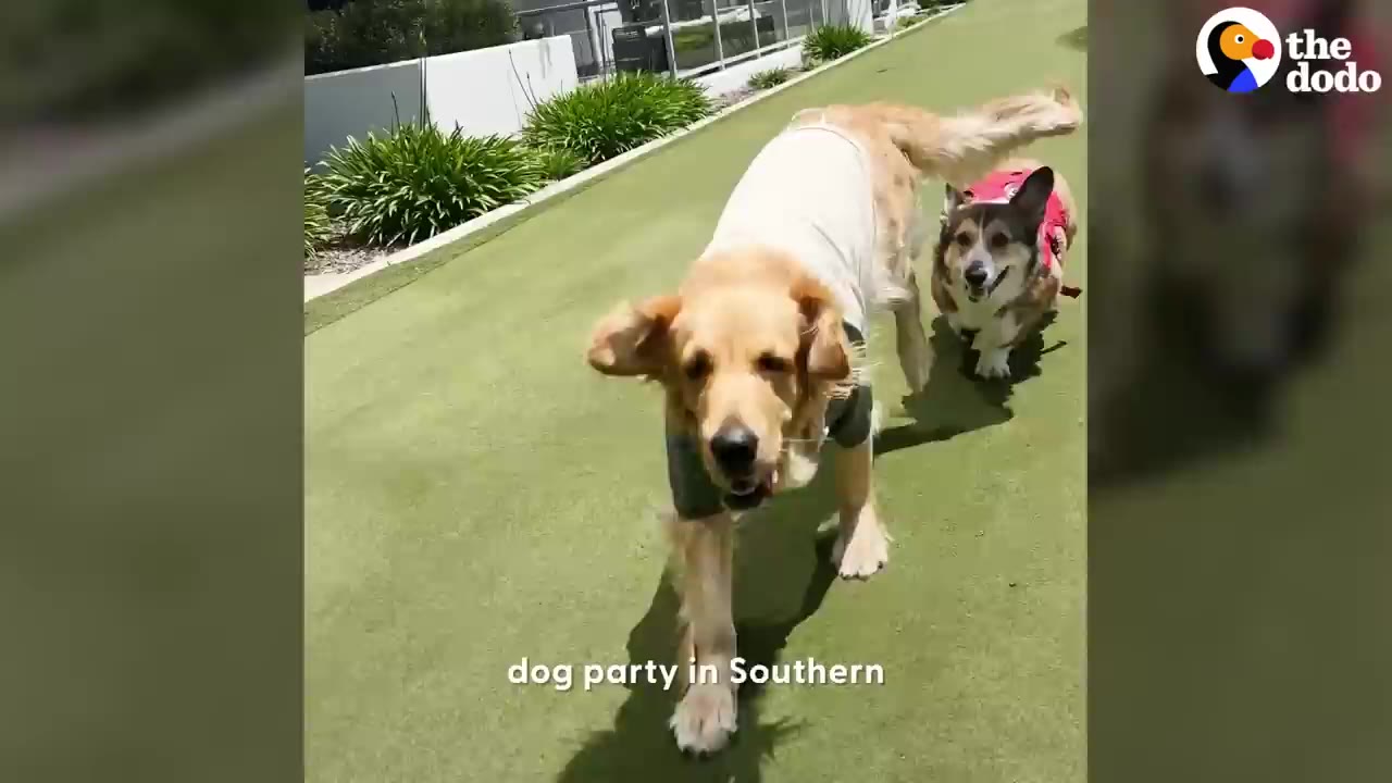 A happy Golden Retriever wearing a light shirt runs across green grass alongside a Corgi.