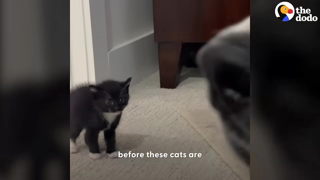 A small black and white kitten stands on a carpeted floor, looking cautiously toward a dog's snout in the foreground.
