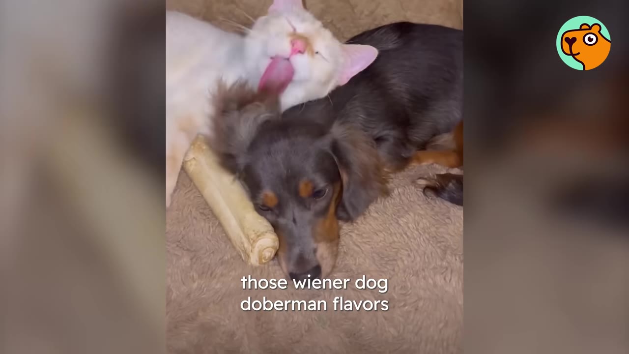 A white and light orange cat lying down and licking the head of a dark-haired dachshund resting nearby.
