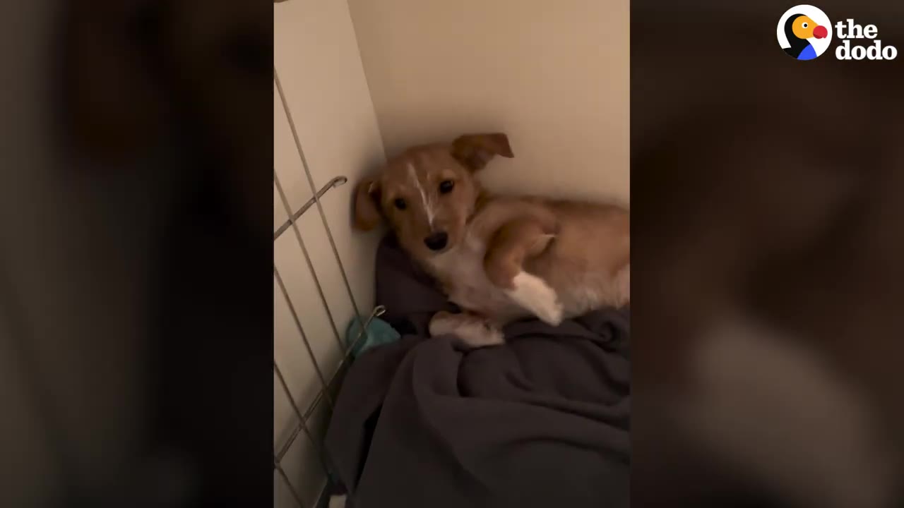 A small light-brown puppy with a white stripe on its face lying on a dark blanket in the corner of a room.