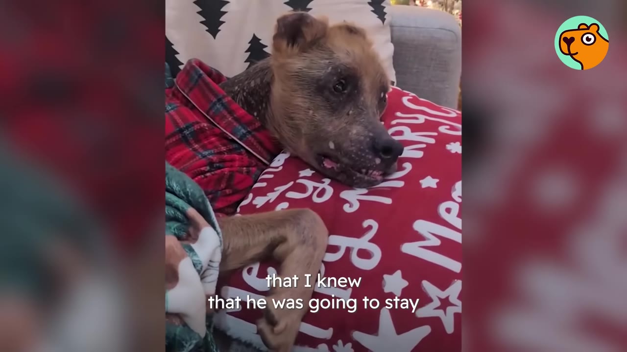 A dog wearing red plaid pajamas rests its head on a red pillow decorated with white stars and Christmas trees.