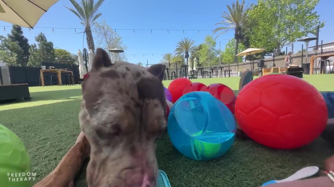 A brown-and-grey mottled dog lies on green grass next to several colorful toy balls, including a large red ball and a translucent blue ball.