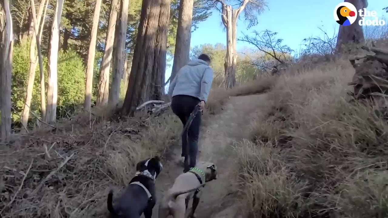 A person walking two dogs on leashes along a dirt trail through a forested area.