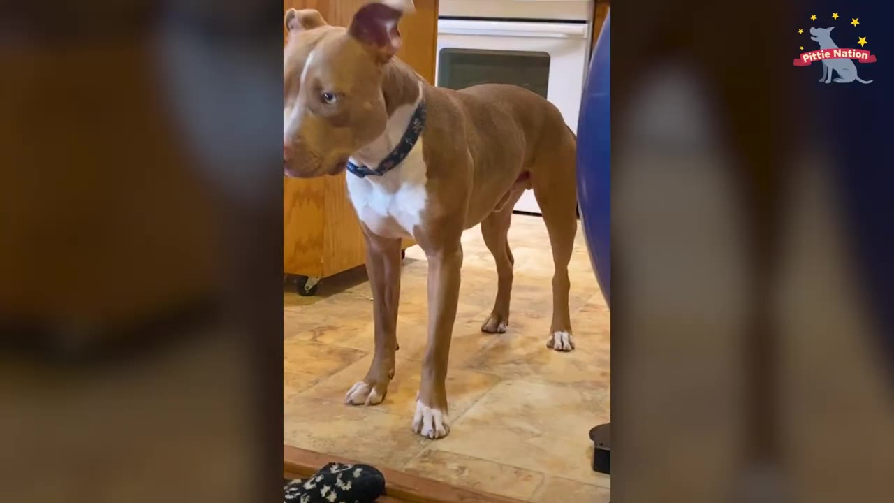 A tan and white pit bull wearing a blue collar stands inside a kitchen.