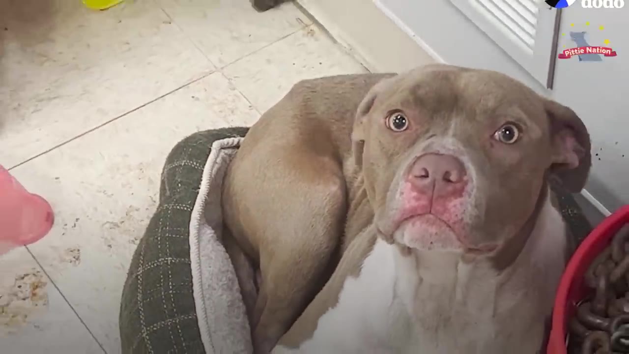 A tan and white pit bull lying down inside a green dog bed on a tiled floor and looking up at the camera.