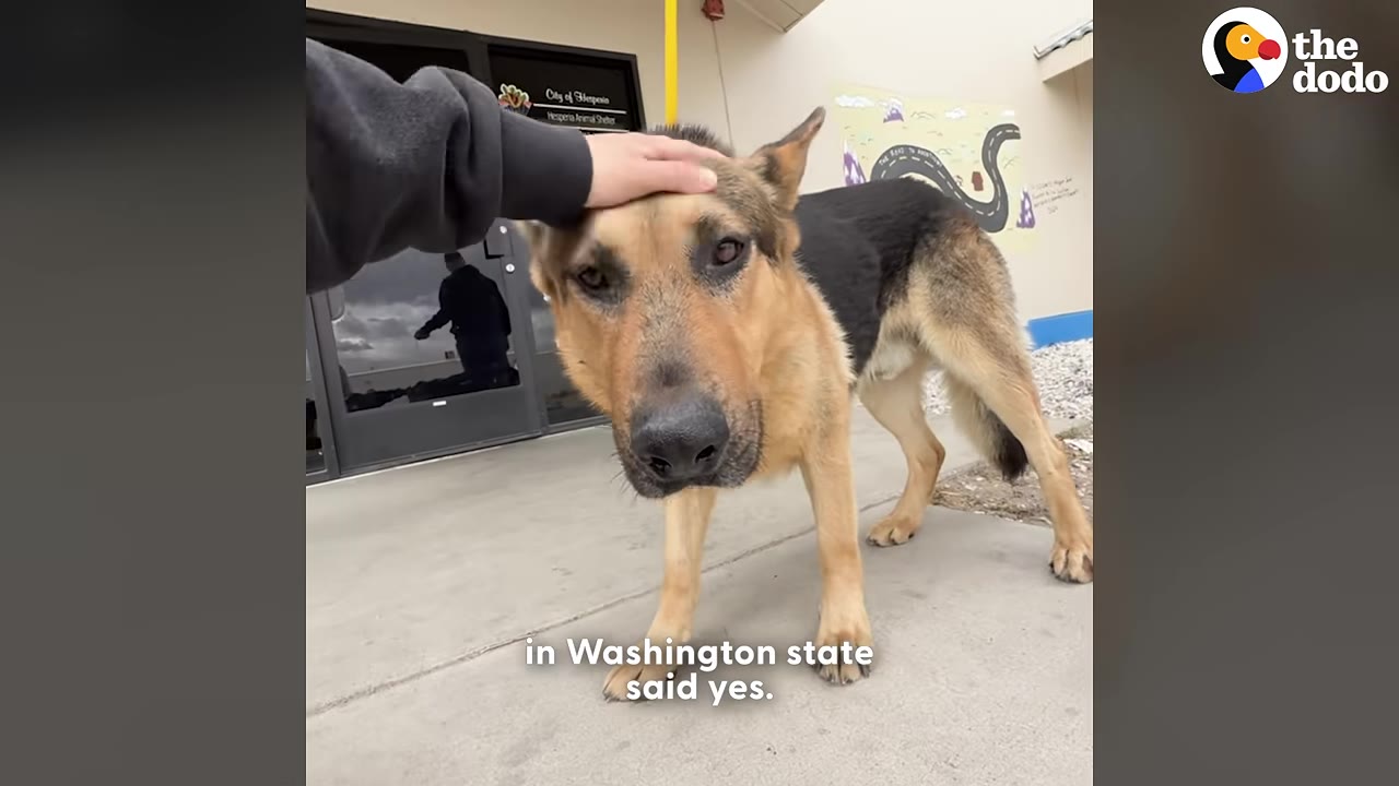 A German Shepherd dog named Maverick stands on a concrete walkway outside a building while a person's hand gently pets his head.
