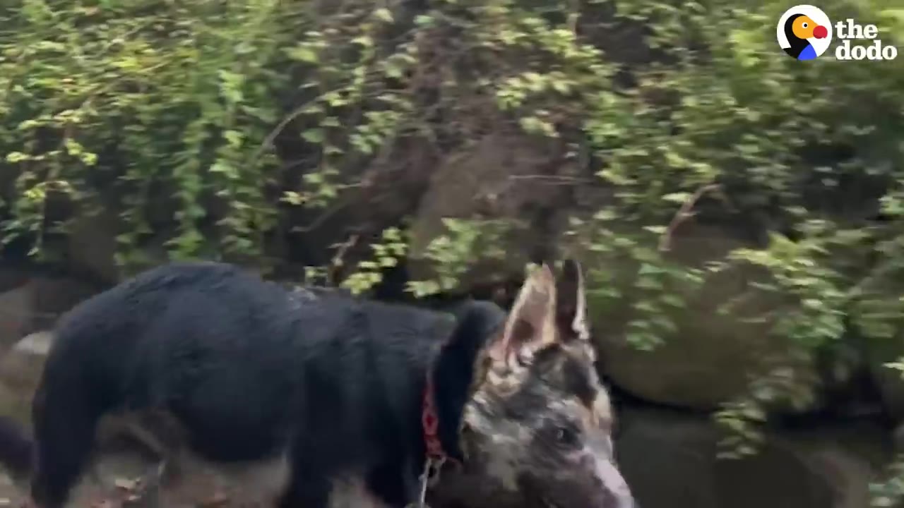 A German Shepherd dog walking outside near lush green bushes and rocks.