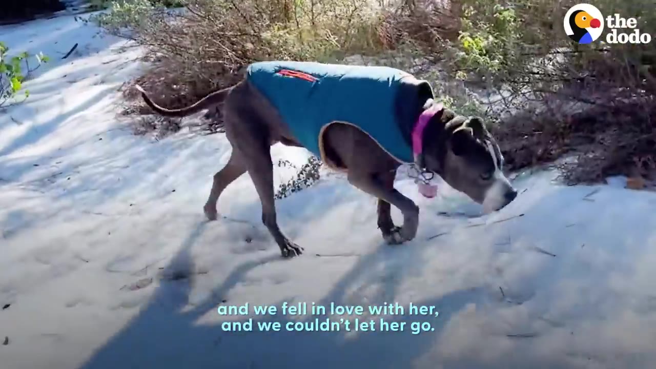 A gray and white dog wearing a blue winter vest walks through a snowy landscape.