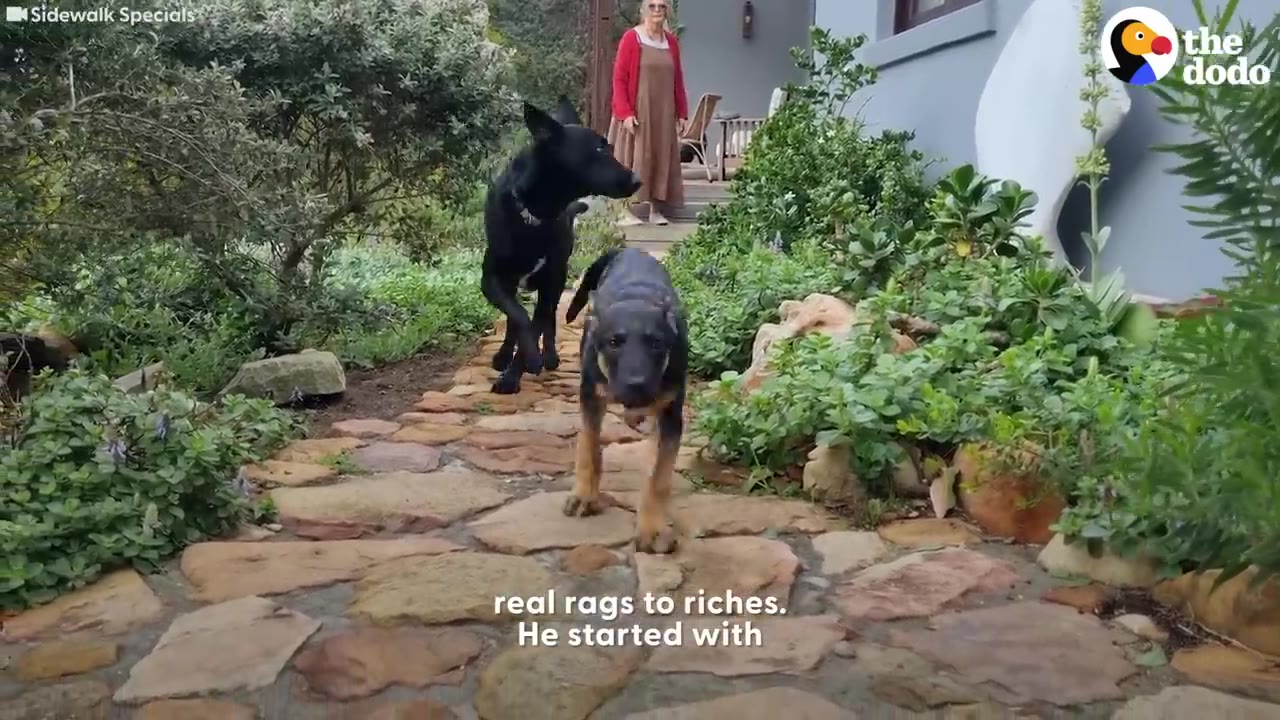 A black puppy and a larger black dog walk down a stone garden path towards the camera, with a woman standing in the background near a house.