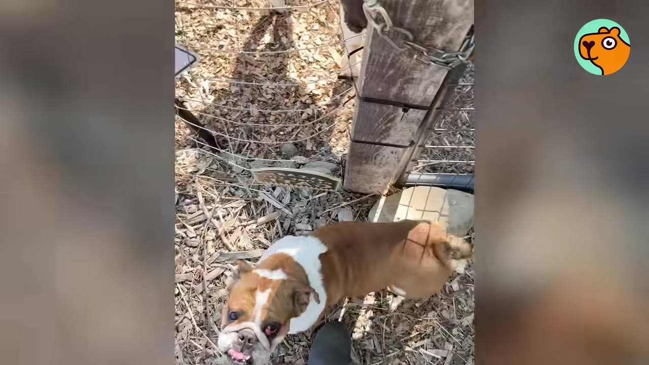 A brown and white English bulldog looking up from the ground near its owner's foot outside.