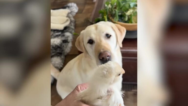 New York Dog Was So Obsessed With A Tiny Baby Chick That Even His Owners Couldn’t Explain Their Connection