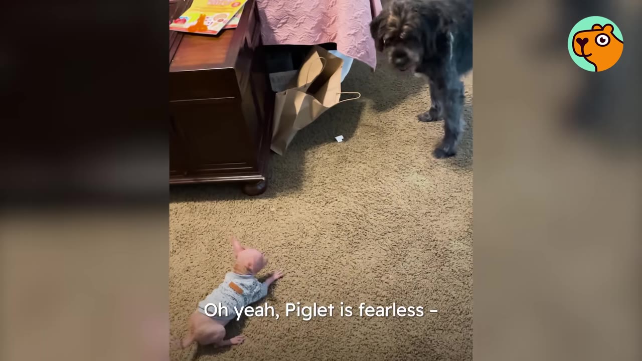A tiny hairless dog in a sweater crouches on carpet while facing a much larger dark-furred dog.