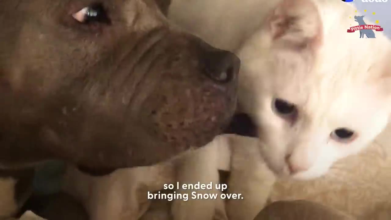 A close-up shot of a brown dog gently sniffing a white cat.